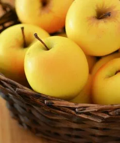 Fast Growing Trees Apple Trees Golden Delicious Apple Tree 9 Fast Growing Trees Apple Trees Golden Delicious Apple Tree