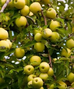 Fast Growing Trees Apple Trees Golden Delicious Apple Tree