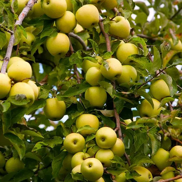 Fast Growing Trees Apple Trees Golden Delicious Apple Tree 3 Fast Growing Trees Apple Trees Golden Delicious Apple Tree