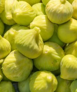 Fast Growing Trees Yellow Fig Tree Fig Trees 9 Fast Growing Trees Yellow Fig Tree Fig Trees