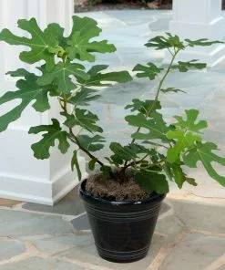 Fast Growing Trees Yellow Fig Tree Fig Trees 8 Fast Growing Trees Yellow Fig Tree Fig Trees