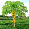 Fast Growing Trees Tropical Patio Plants Yellow Papaya 2 Fast Growing Trees Tropical Patio Plants Yellow Papaya