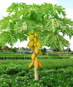 Fast Growing Trees Tropical Patio Plants Yellow Papaya