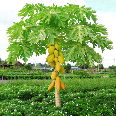 Fast Growing Trees Tropical Patio Plants Yellow Papaya 4 Fast Growing Trees Tropical Patio Plants Yellow Papaya