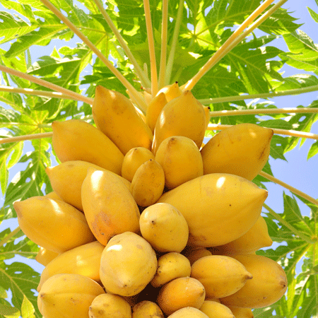 Fast Growing Trees Tropical Patio Plants Yellow Papaya 5 Fast Growing Trees Tropical Patio Plants Yellow Papaya