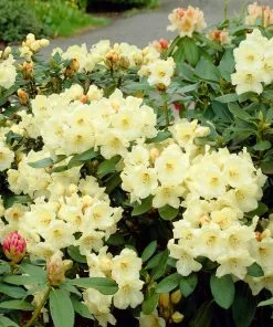 Fast Growing Trees Rhododendrons Yellow Rhododendron