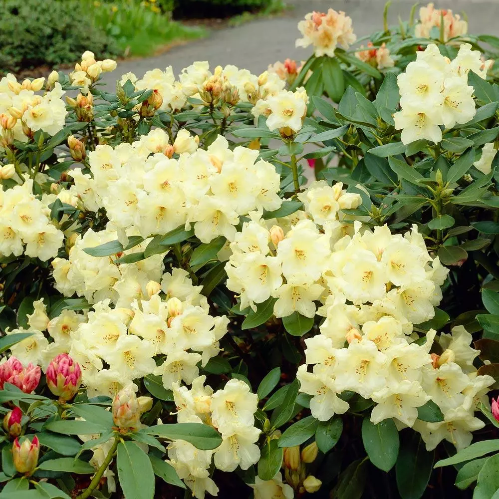 Fast Growing Trees Rhododendrons Yellow Rhododendron 4 Fast Growing Trees Rhododendrons Yellow Rhododendron