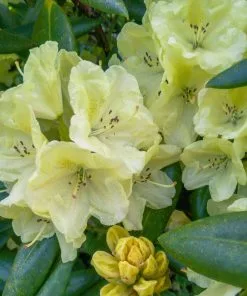 Fast Growing Trees Rhododendrons Yellow Rhododendron 7 Fast Growing Trees Rhododendrons Yellow Rhododendron