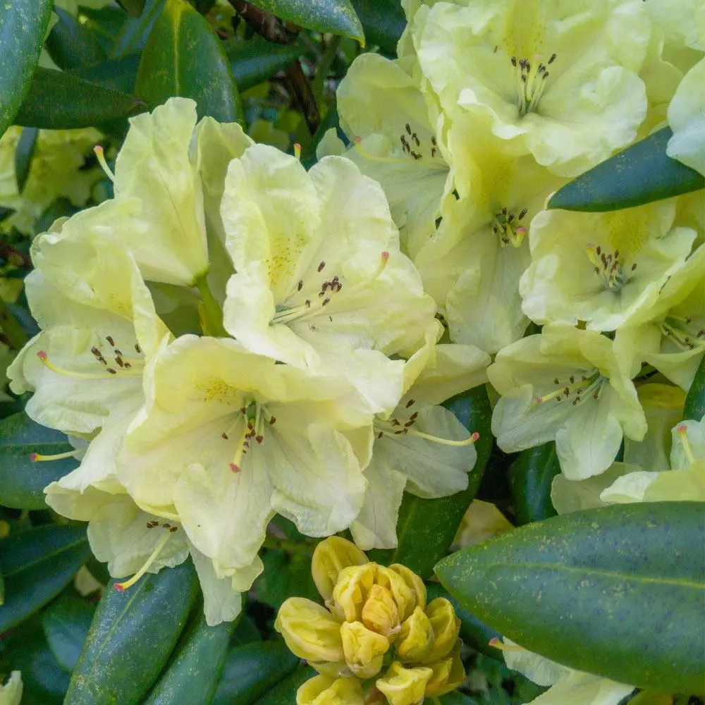 Fast Growing Trees Rhododendrons Yellow Rhododendron 5 Fast Growing Trees Rhododendrons Yellow Rhododendron
