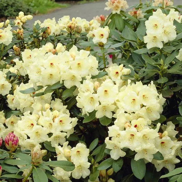 Fast Growing Trees Rhododendrons Yellow Rhododendron 3 Fast Growing Trees Rhododendrons Yellow Rhododendron