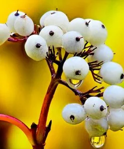 Fast Growing Trees Yellow Twig Dogwood Shrub Dogwood Trees 15 Fast Growing Trees Yellow Twig Dogwood Shrub Dogwood Trees