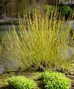 Fast Growing Trees Yellow Twig Dogwood Shrub Dogwood Trees 11 Fast Growing Trees Yellow Twig Dogwood Shrub Dogwood Trees