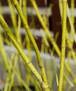 Fast Growing Trees Yellow Twig Dogwood Shrub Dogwood Trees 14 Fast Growing Trees Yellow Twig Dogwood Shrub Dogwood Trees