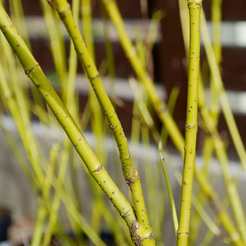 Fast Growing Trees Yellow Twig Dogwood Shrub Dogwood Trees 7 Fast Growing Trees Yellow Twig Dogwood Shrub Dogwood Trees