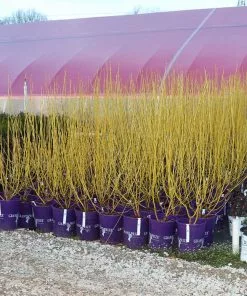 Fast Growing Trees Yellow Twig Dogwood Shrub Dogwood Trees 17 Fast Growing Trees Yellow Twig Dogwood Shrub Dogwood Trees