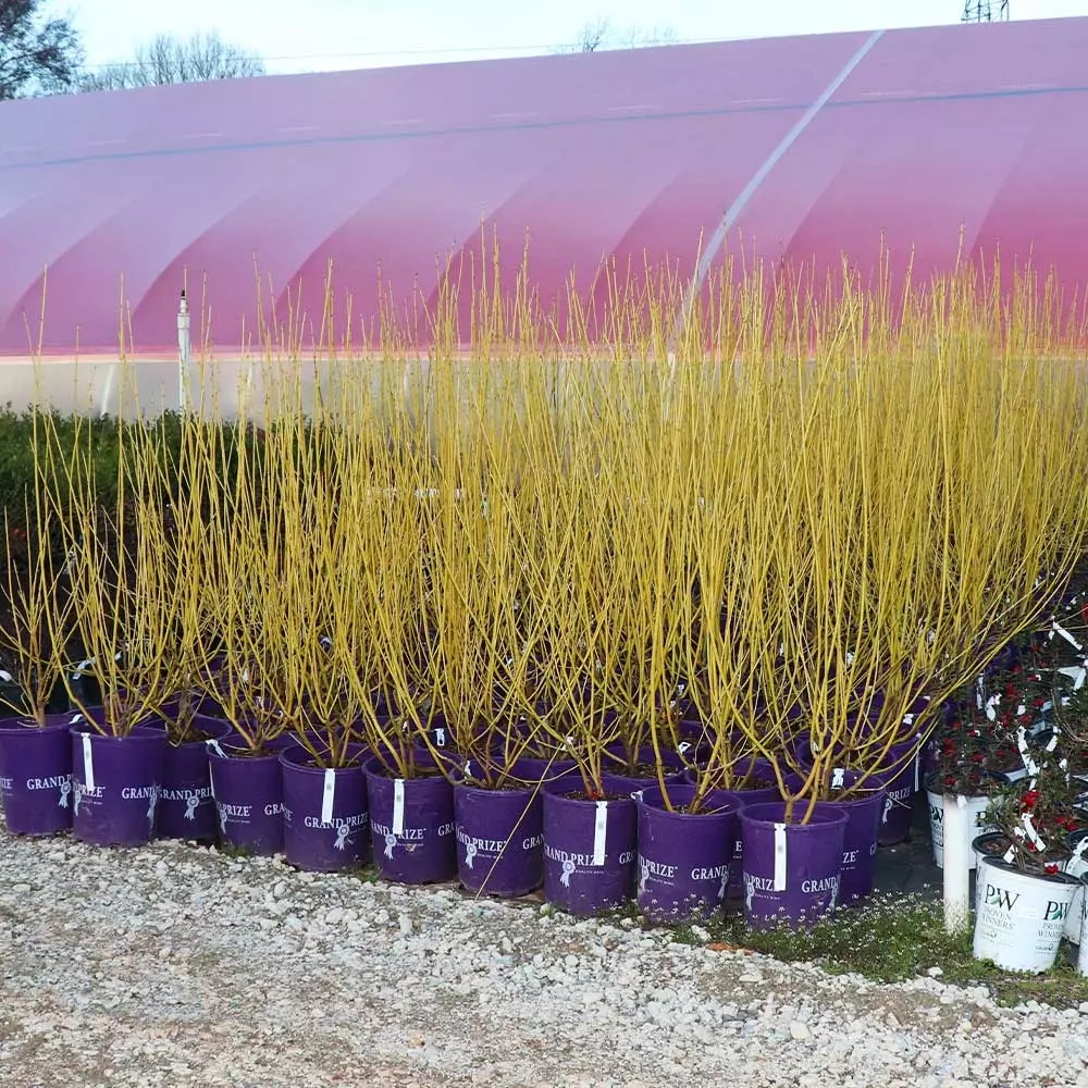 Fast Growing Trees Yellow Twig Dogwood Shrub Dogwood Trees 10 Fast Growing Trees Yellow Twig Dogwood Shrub Dogwood Trees