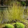 Fast Growing Trees Yellow Twig Dogwood Shrub Dogwood Trees