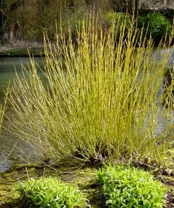 Fast Growing Trees Yellow Twig Dogwood Shrub Dogwood Trees