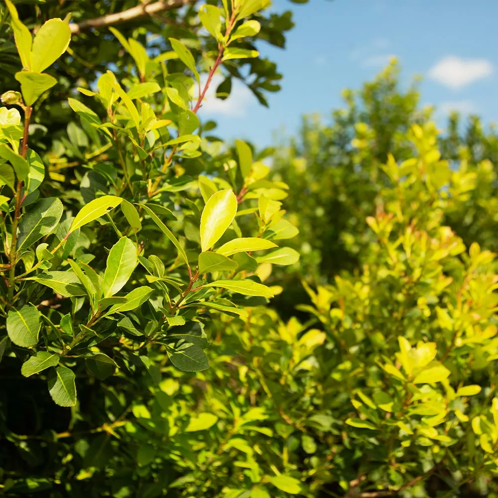 Fast Growing Trees Yerba Mate Our Newest Arrivals 5 Fast Growing Trees Yerba Mate Our Newest Arrivals