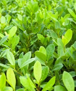 Fast Growing Trees Yerba Mate Our Newest Arrivals 12 Fast Growing Trees Yerba Mate Our Newest Arrivals