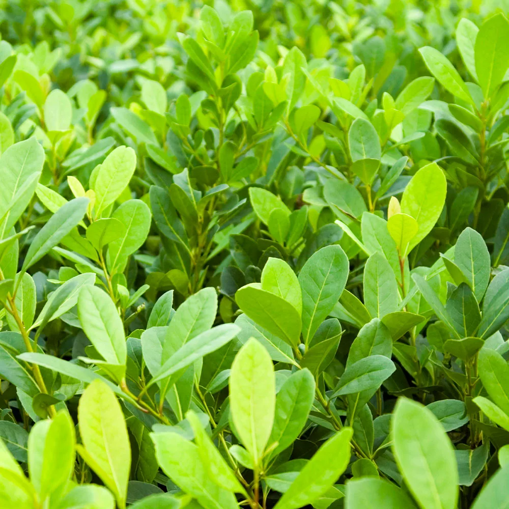 Fast Growing Trees Yerba Mate Our Newest Arrivals 7 Fast Growing Trees Yerba Mate Our Newest Arrivals