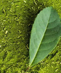 Fast Growing Trees Yerba Mate Our Newest Arrivals