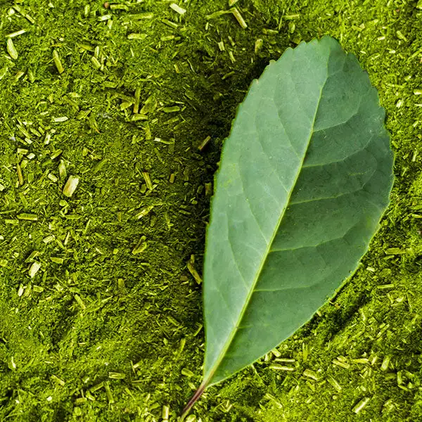 Fast Growing Trees Yerba Mate Our Newest Arrivals 3 Fast Growing Trees Yerba Mate Our Newest Arrivals