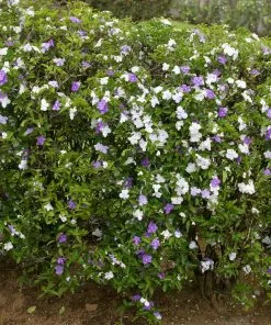 Fast Growing Trees Yesterday, Today And Tomorrow Plant See All Shrubs & Hedges