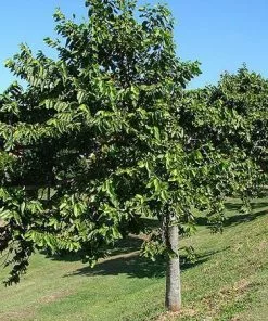 Fast Growing Trees Ylang Ylang Tree