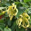 Fast Growing Trees Ylang Ylang Tree 1 Fast Growing Trees Ylang Ylang Tree