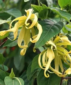 Fast Growing Trees Ylang Ylang Tree