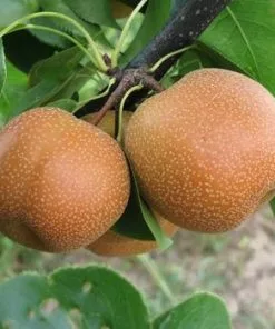 Fast Growing Trees Yoinashi Asian Pear Tree