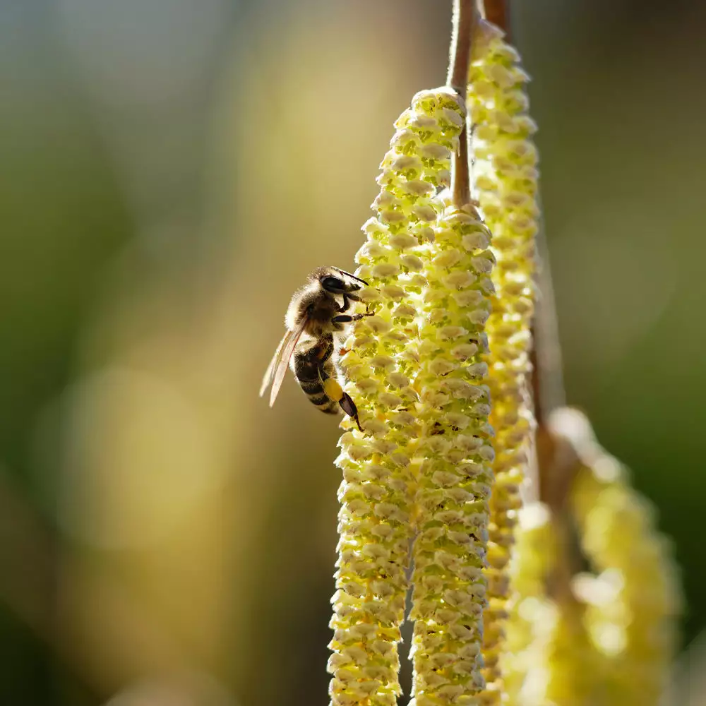 Fast Growing Trees York Filbert Hazelnut 8 Fast Growing Trees York Filbert Hazelnut