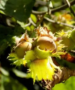 Fast Growing Trees York Filbert Hazelnut 10 Fast Growing Trees York Filbert Hazelnut