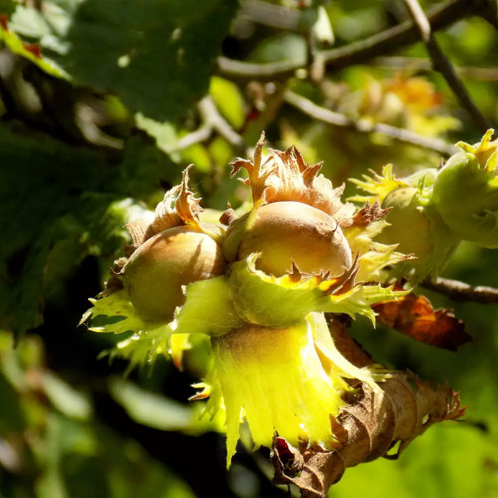 Fast Growing Trees York Filbert Hazelnut 5 Fast Growing Trees York Filbert Hazelnut