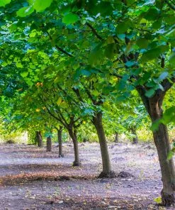 Fast Growing Trees York Filbert Hazelnut 11 Fast Growing Trees York Filbert Hazelnut