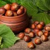 Fast Growing Trees York Filbert Hazelnut 2 Fast Growing Trees York Filbert Hazelnut
