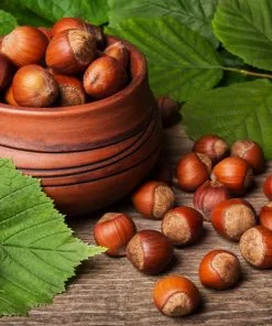 Fast Growing Trees York Filbert Hazelnut