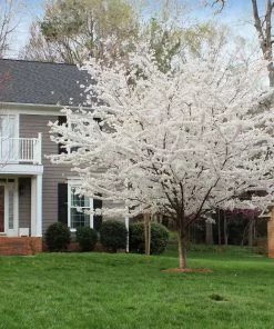 Fast Growing Trees Cherry Blossom Trees Yoshino Cherry Tree