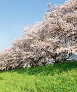 Fast Growing Trees Cherry Blossom Trees Yoshino Cherry Tree 10 Fast Growing Trees Cherry Blossom Trees Yoshino Cherry Tree