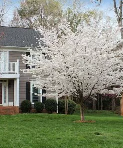 Fast Growing Trees Cherry Blossom Trees Yoshino Cherry Tree