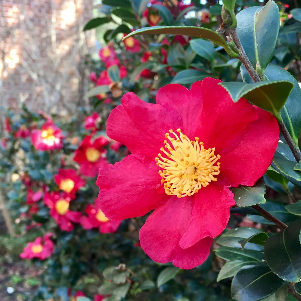 Fast Growing Trees Camellia Shrubs Yuletide Camellia 4 Fast Growing Trees Camellia Shrubs Yuletide Camellia