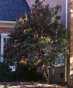Fast Growing Trees Camellia Shrubs Yuletide Camellia 8 Fast Growing Trees Camellia Shrubs Yuletide Camellia