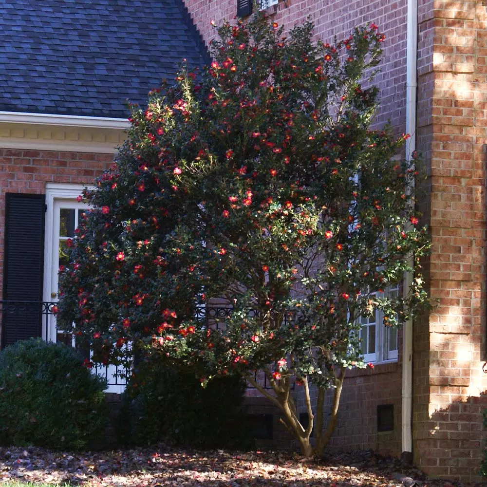 Fast Growing Trees Camellia Shrubs Yuletide Camellia 5 Fast Growing Trees Camellia Shrubs Yuletide Camellia
