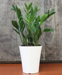 Fast Growing Trees ZZ Plant Low Light House Plants 14 Fast Growing Trees ZZ Plant Low Light House Plants