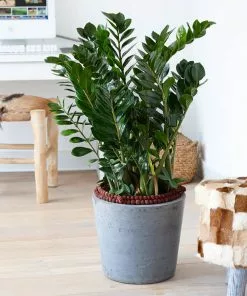 Fast Growing Trees ZZ Plant Low Light House Plants 13 Fast Growing Trees ZZ Plant Low Light House Plants