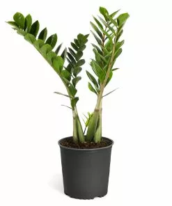 Fast Growing Trees ZZ Plant Low Light House Plants 17 Fast Growing Trees ZZ Plant Low Light House Plants