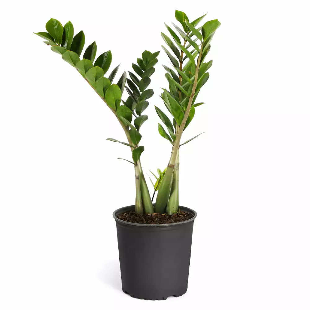 Fast Growing Trees ZZ Plant Low Light House Plants 9 Fast Growing Trees ZZ Plant Low Light House Plants