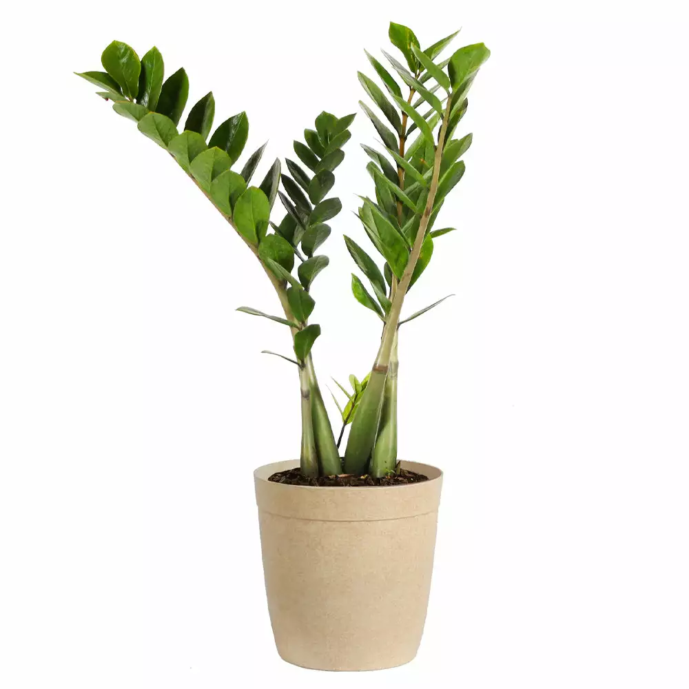 Fast Growing Trees ZZ Plant Low Light House Plants 8 Fast Growing Trees ZZ Plant Low Light House Plants