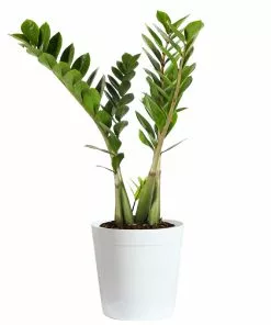 Fast Growing Trees ZZ Plant Low Light House Plants 15 Fast Growing Trees ZZ Plant Low Light House Plants